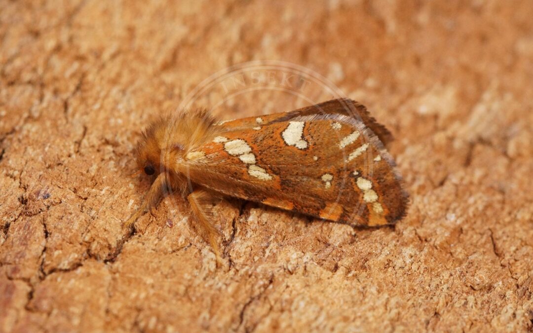 Her ses et billede af arten Lille Rodæder (Phymatopus hecta). Fotoet er taget af Ben Sale og hentet fra Wikimedia Commons (CC BY 2.0).