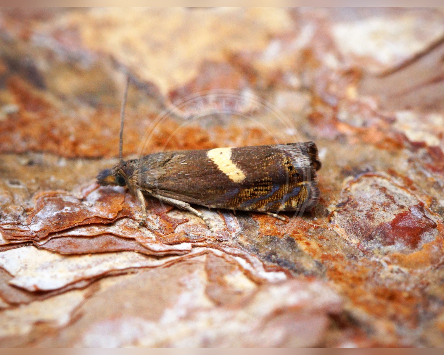 Her ses et billede af arten Lille Røllikerodvikler (Dichrorampha petiverella). Fotoet er taget af Ben Sale og hentet fra Wikimedia Commons (CC BY 2.0).