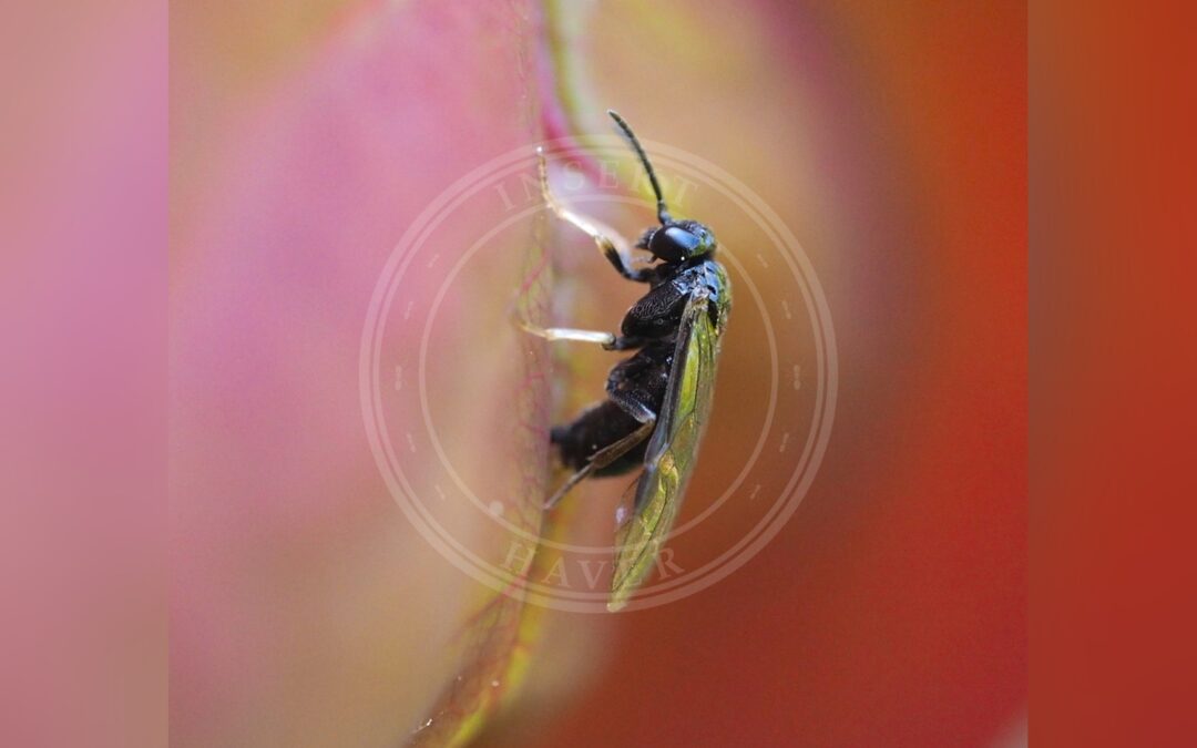 Her ses et billede af arten Lille Rosenbladhveps (Blennocampa phyllocolpa). Fotoet er taget af carnifex og hentet fra iNaturalist (CC BY).