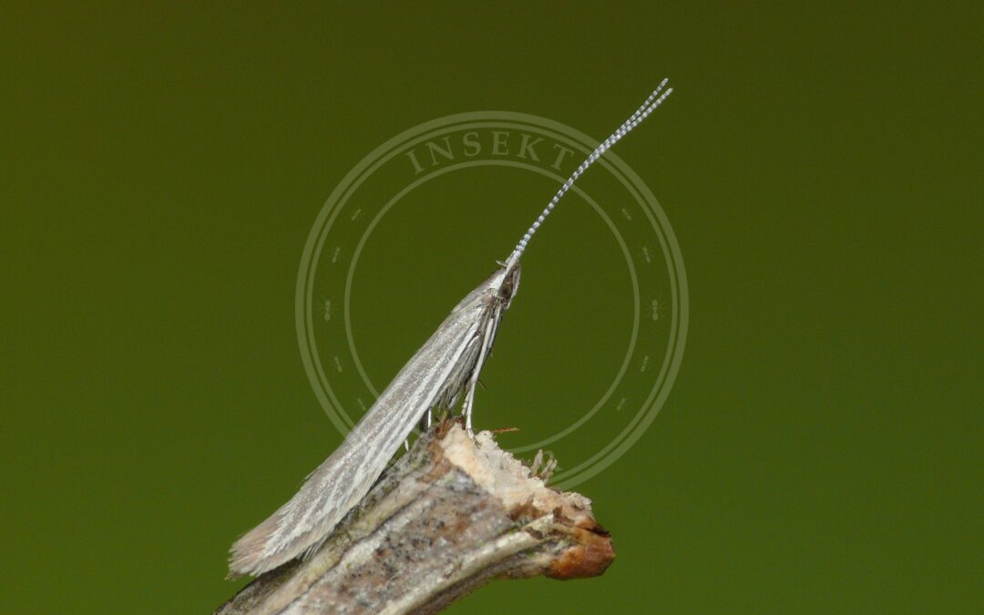 Lille Sækmøl – Coleophora otidipennella