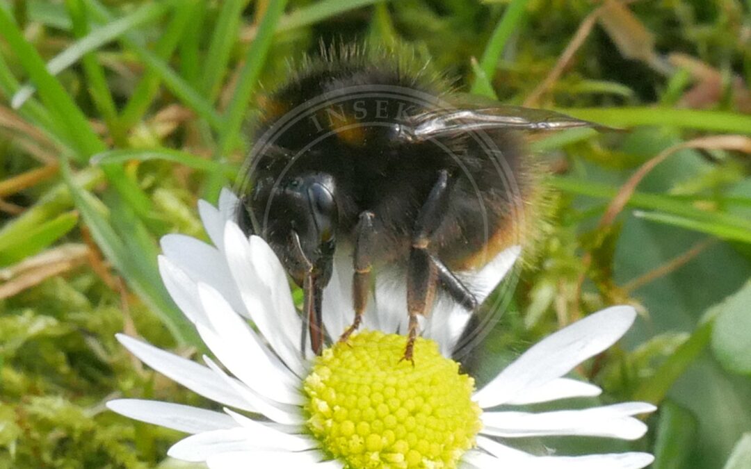 Lille Skovhumle – Bombus pratorum