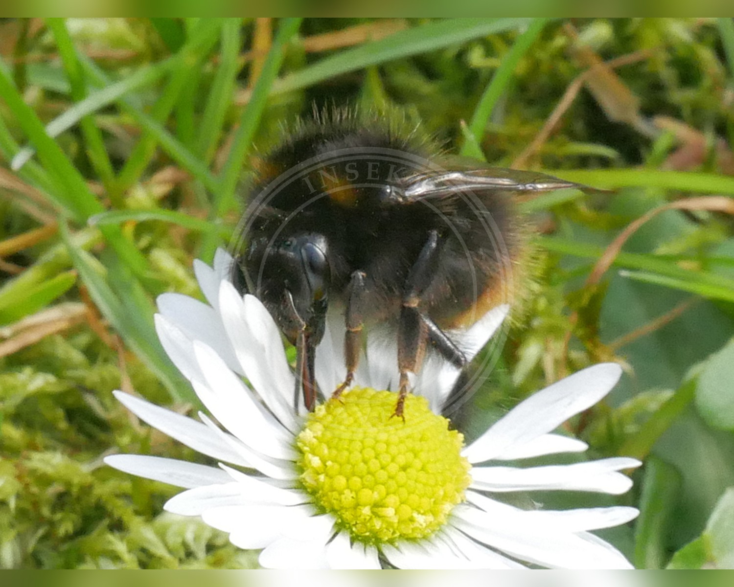 Her ses et billede af arten Lille Skovhumle (Bombus pratorum). Billedet er hentet fra iNaturalist (CC0).