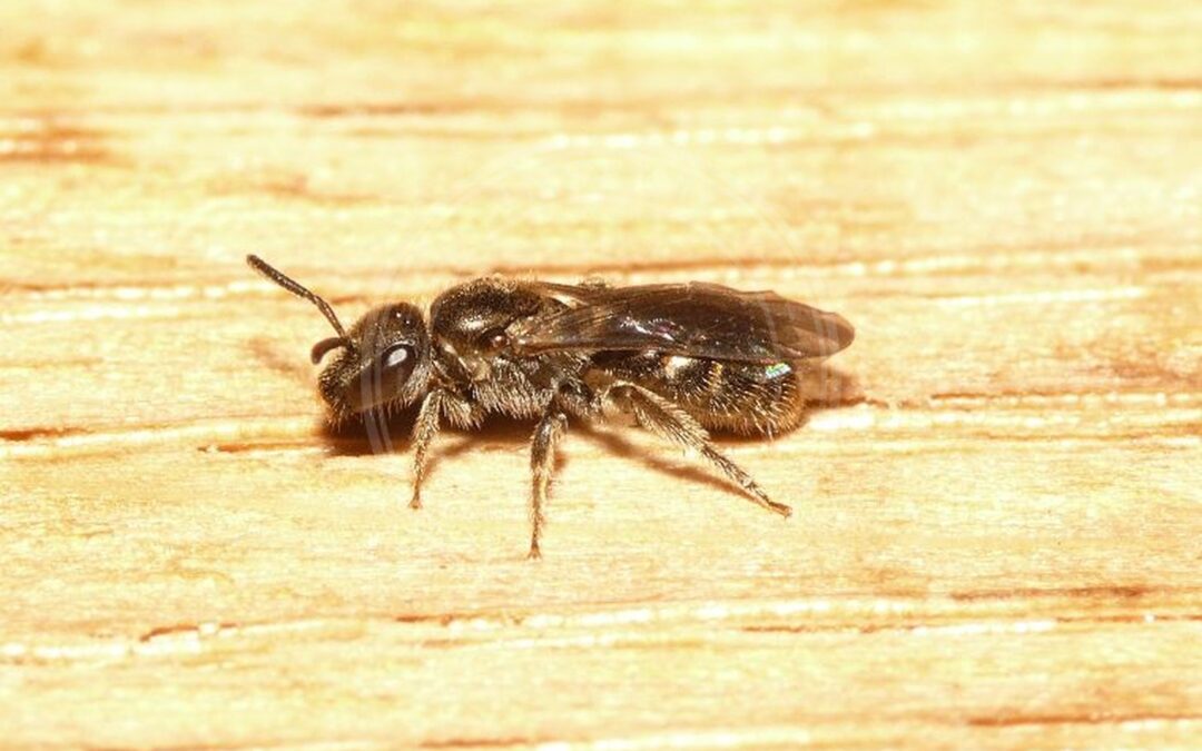 Her ses et billede af arten Lille Smalbi (Lasioglossum minutissimum). Fotoet er taget af Dick Belgers (Waarneming.nl) og hentet fra Wikimedia Commons (CC BY 3.0).
