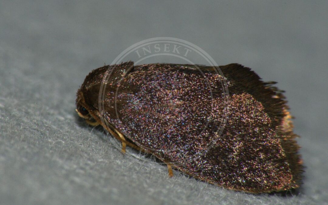 Her ses et billede af arten Lille Sneglespinder (Heterogenea asella). Fotoet er taget af Ilia Ustyantsev og hentet fra Wikimedia Commons (CC BY-SA 2.0).