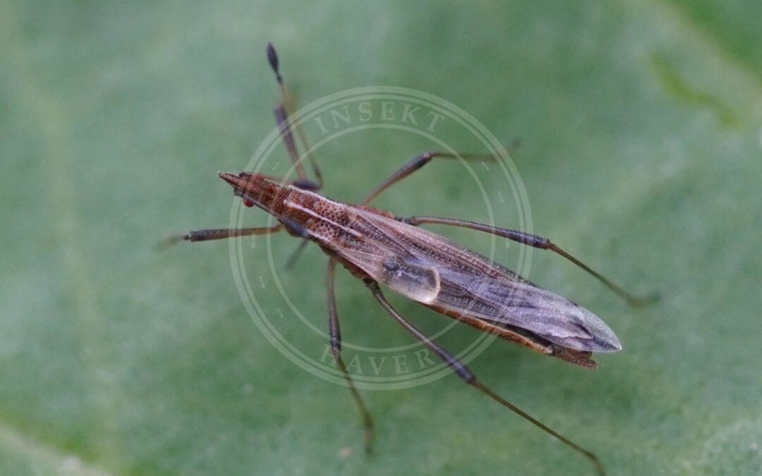 Her ses et billede af arten Lille Styltetæge (Berytinus crassipes). Fotoet er taget af AfroBrazilian og hentet fra Wikimedia Commons (CC BY-SA 4.0).