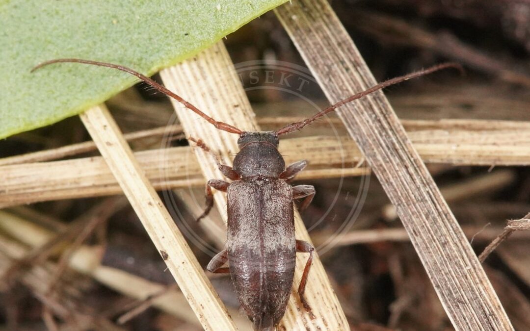 Her ses et billede af arten Lindegråbuk (Exocentrus lusitanus). Fotoet er taget af AfroBrazilian og hentet fra Wikimedia Commons (CC BY-SA 4.0).