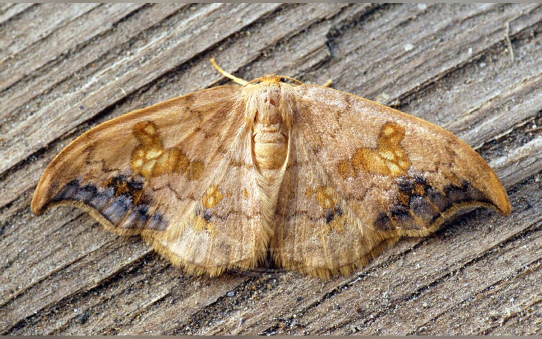 Her ses et billede af arten Lindeseglvinge (Sabra harpagula). Fotoet er taget af Ben Sale og hentet fra Wikimedia Commons (CC BY 2.0).