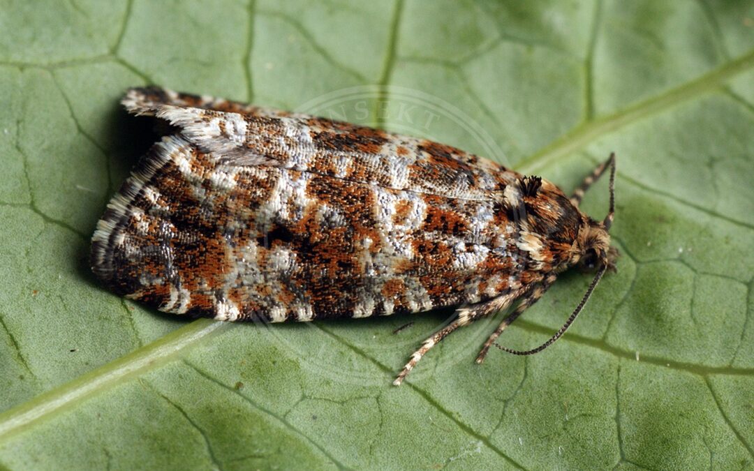 Her ses et billede af arten Litografilyngvikler (Phiaris schulziana). Fotoet er taget af Ilia Ustyantsev og hentet fra Wikimedia Commons (CC BY-SA 2.0).