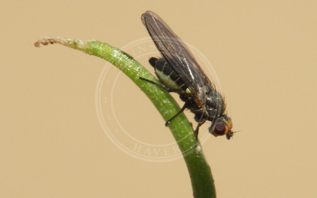 Løgminérflue – Phytomyza gymnostoma