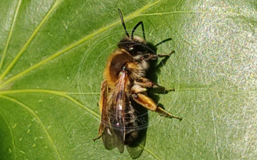 Her ses et billede af arten Lønjordbi (Andrena tibialis). Fotoet er taget af Jochenknabben og hentet fra Wikimedia Commons (CC BY 4.0).