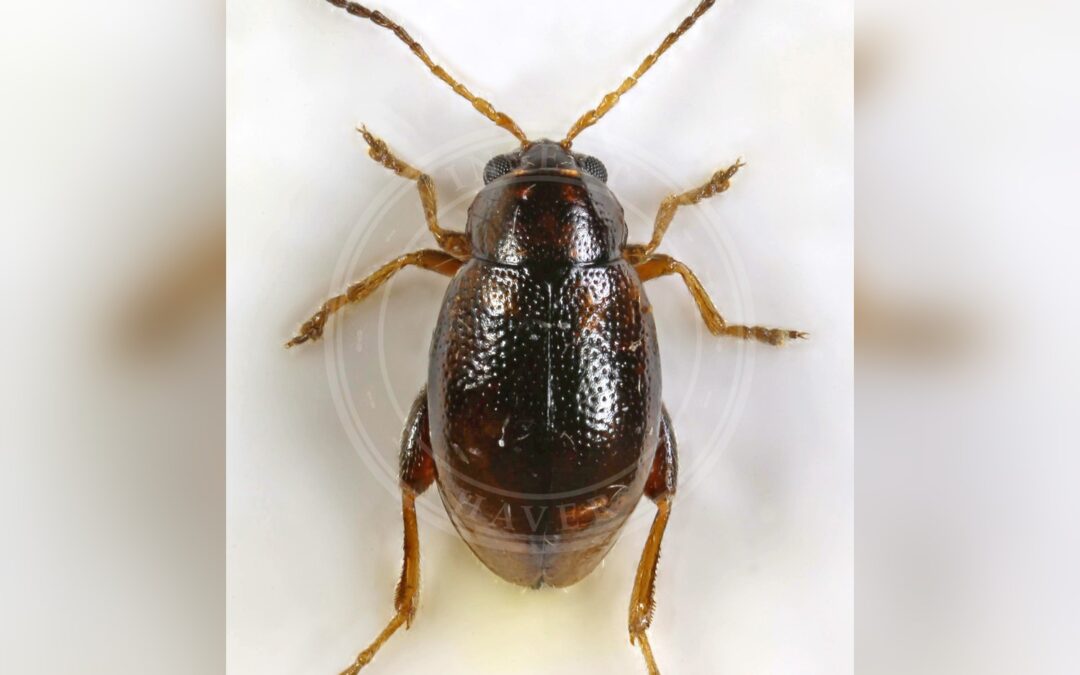Her ses et billede af arten Longitarsus luridus. Fotoet er taget af Janet Graham og hentet fra Wikimedia Commons (CC BY 2.0).