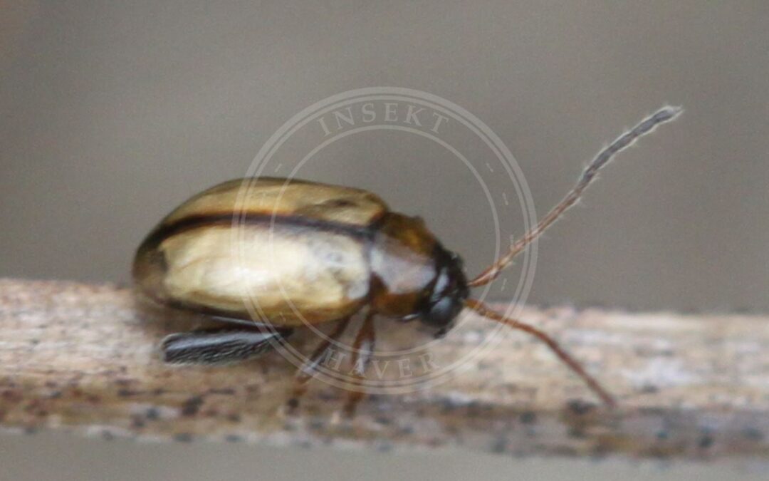Her ses et billede af arten Longitarsus melanocephalus. Fotoet er taget af Slimguy og hentet fra Wikimedia Commons (CC BY 4.0).