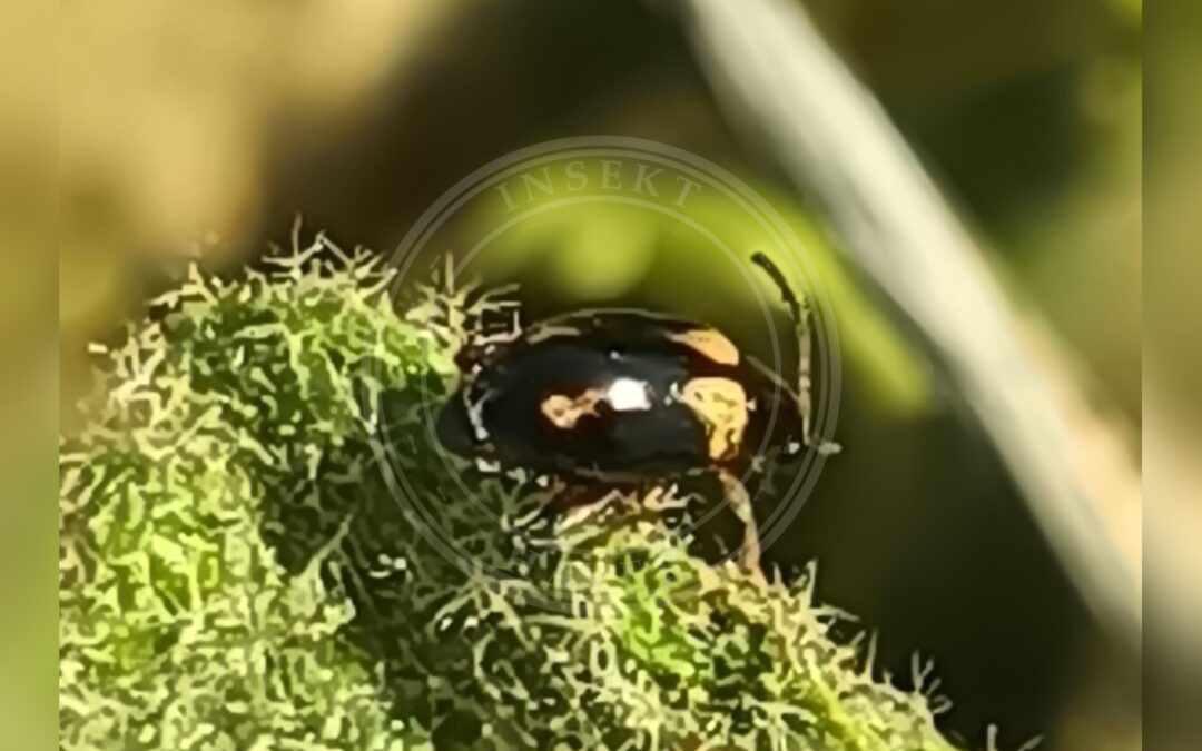 Her ses et billede af arten Longitarsus quadriguttatus. Fotoet er taget af Kollár Levente og hentet fra izeltlabuak.hu observations validated to species level (CC-BY).