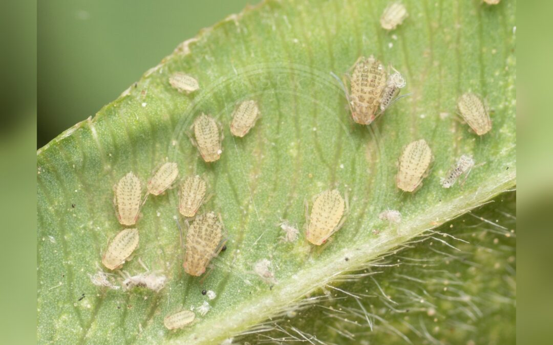 Her ses et billede af arten Lucernebladlus (Therioaphis trifolii). Fotoet er taget af Jesse Rorabaugh og hentet fra Wikimedia Commons (CC0).