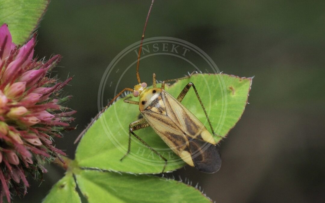 Her ses et billede af arten Lucernetæge (Adelphocoris lineolatus). Fotoet er taget af Cosimo Costanzia di Costigliole og hentet fra iNaturalist (CC BY).