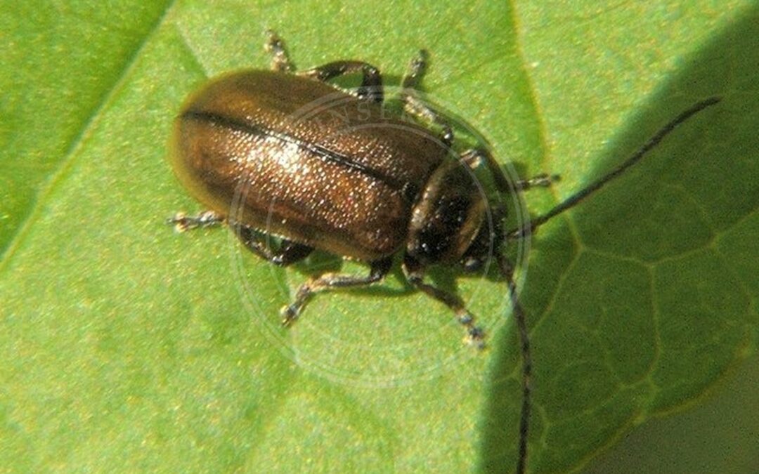Her ses et billede af arten Lyngbladbille (Lochmaea suturalis). Fotoet er taget af Lairich Rig og hentet fra Wikimedia Commons (CC BY-SA 2.0).