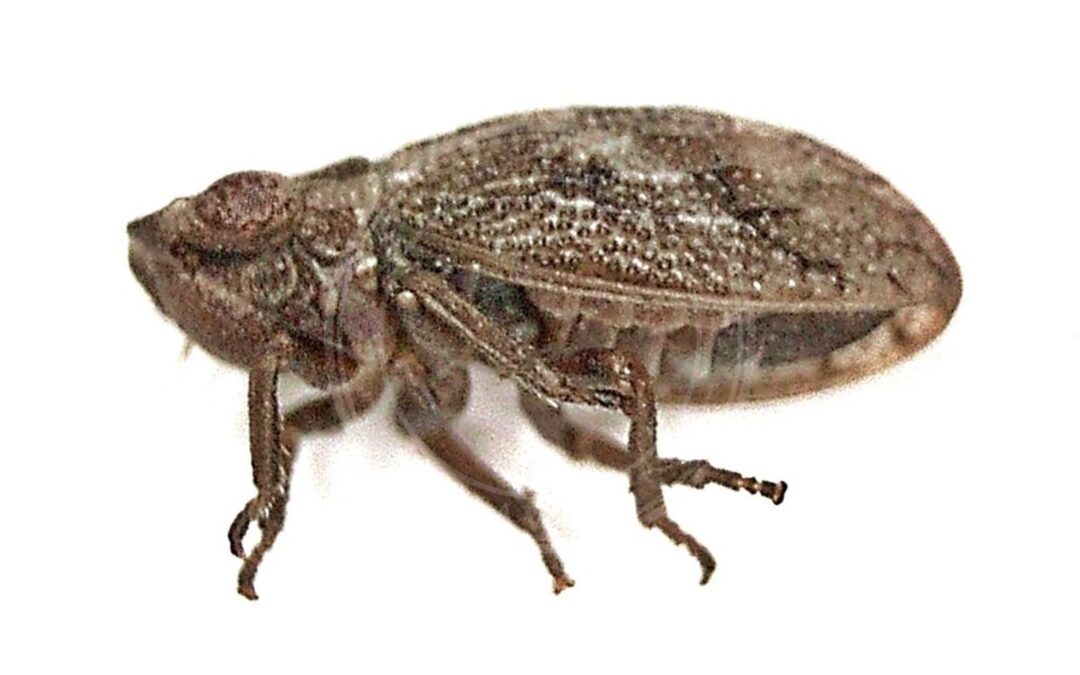 Her ses et billede af arten Lyngcikade (Ulopa reticulata). Fotoet er taget af B. Schoenmakers (Waarneming.nl) og hentet fra Wikimedia Commons (CC BY 3.0).