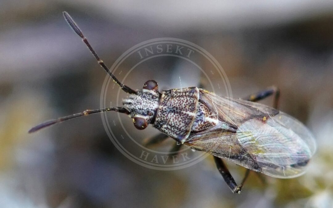 Her ses et billede af arten Lyngfrøtæge (Nysius helveticus). Fotoet er taget af AfroBrazilian og hentet fra Wikimedia Commons (CC BY-SA 4.0).