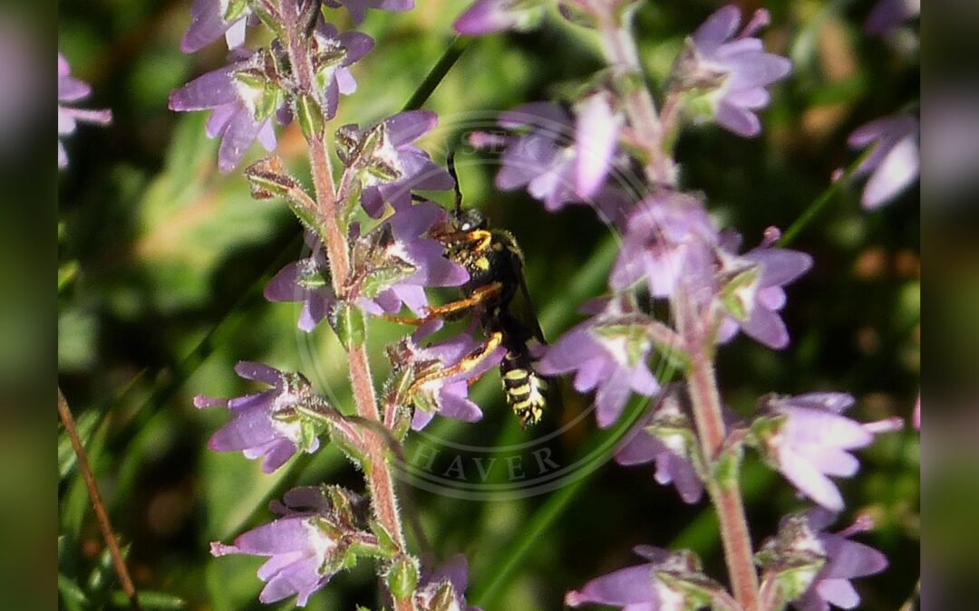 Her ses et billede af arten Lynghvepsebi (Nomada rufipes). Fotoet er taget af gailhampshire from Cradley, Malvern, U.K og hentet fra Wikimedia Commons (CC BY 2.0).
