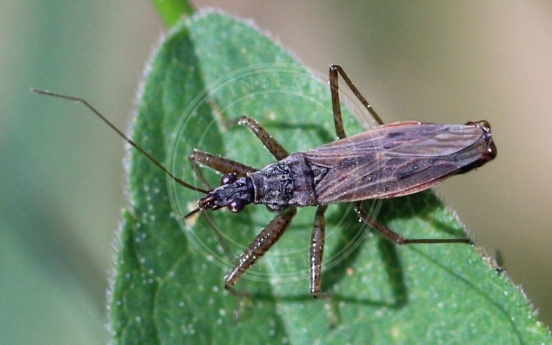 Her ses et billede af arten Lyngnymfetæge (Nabis ericetorum). Fotoet er taget af AfroBrazilian og hentet fra Wikimedia Commons (CC BY-SA 4.0).