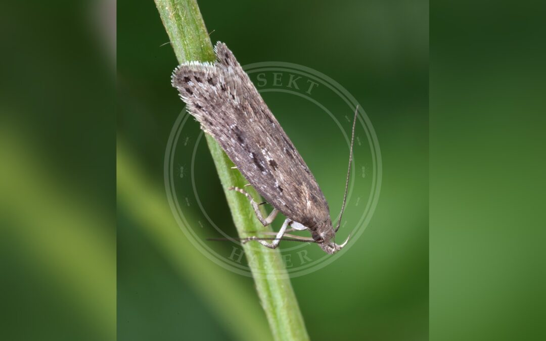 Her ses et billede af arten Lyngpalpemøl (Neofaculta ericetella). Fotoet er taget af Patrick Clement og hentet fra Wikimedia Commons (CC BY 2.0).