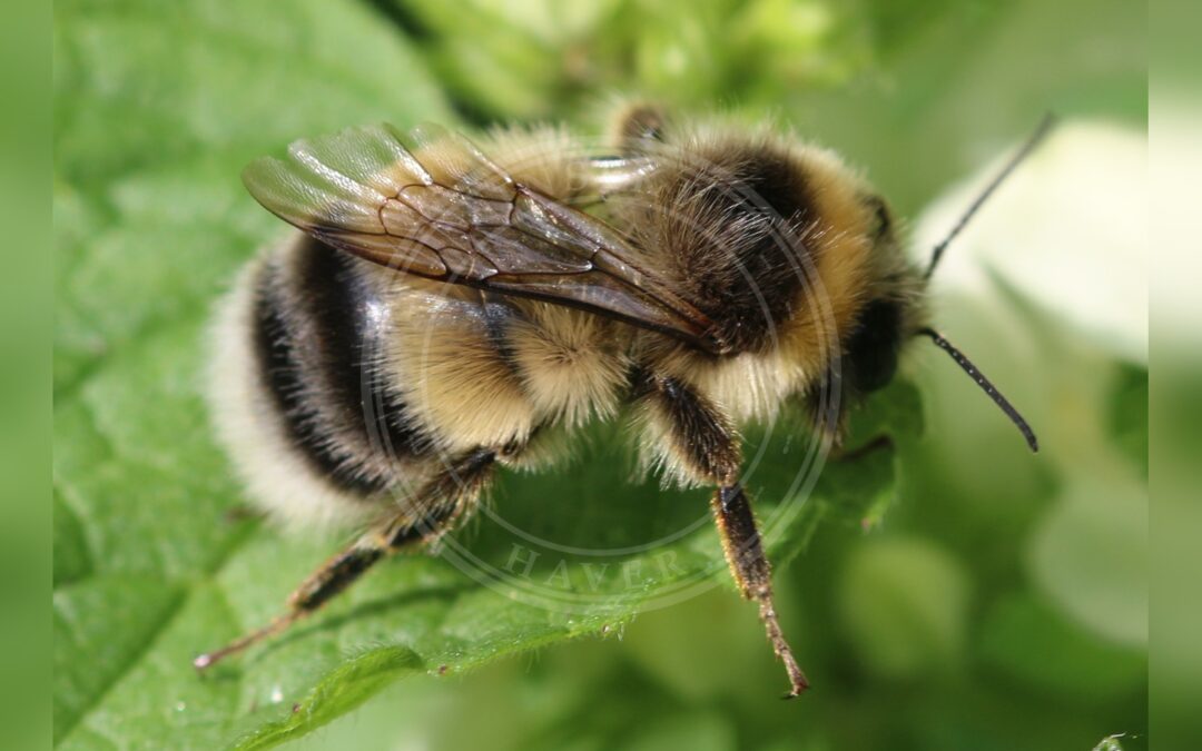 Lys Jordhumle – Bombus lucorum