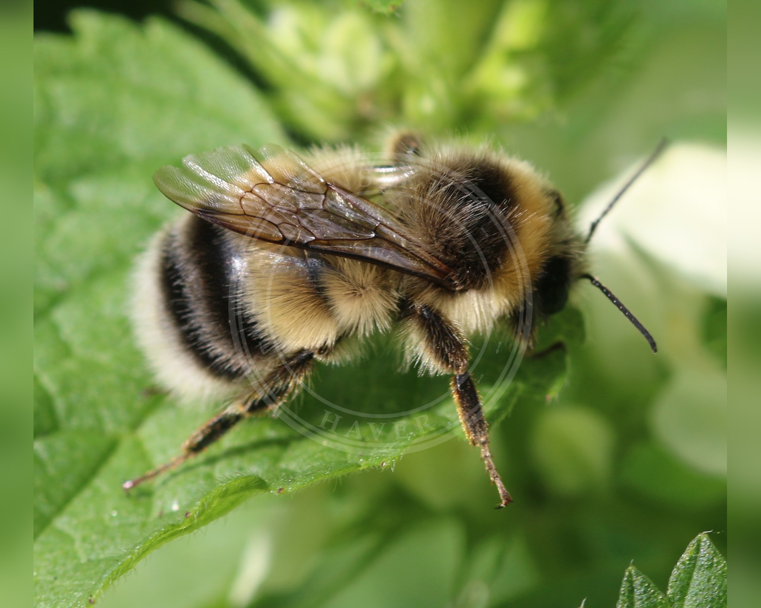 Her ses et billede af arten Lys Jordhumle (Bombus lucorum). Fotoet er taget af S. Rae og hentet fra Wikimedia Commons (CC BY 2.0).