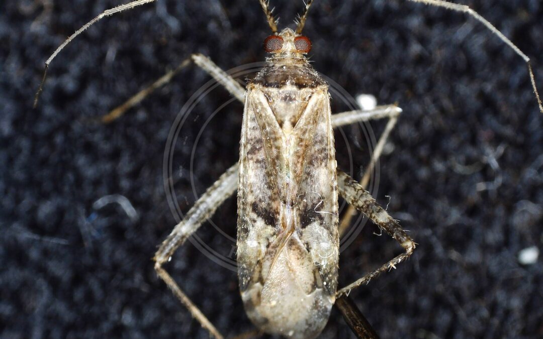 Her ses et billede af arten Lys Skovtæge (Phytocoris longipennis). Fotoet er taget af Mikko Heikkinen og hentet fra Wikimedia Commons (CC BY 4.0).