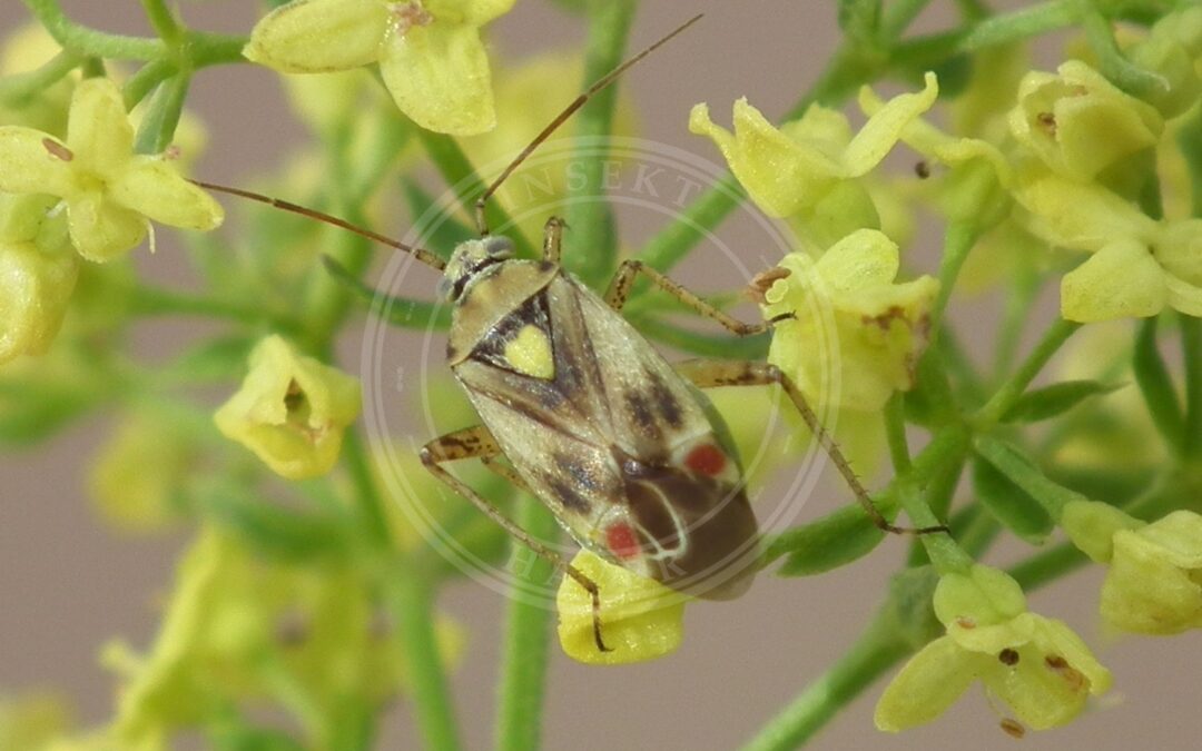 Her ses et billede af arten Lys Snerretæge (Polymerus vulneratus). Fotoet er taget af Petri Parkko og hentet fra Wikimedia Commons (Copyrighted free use).