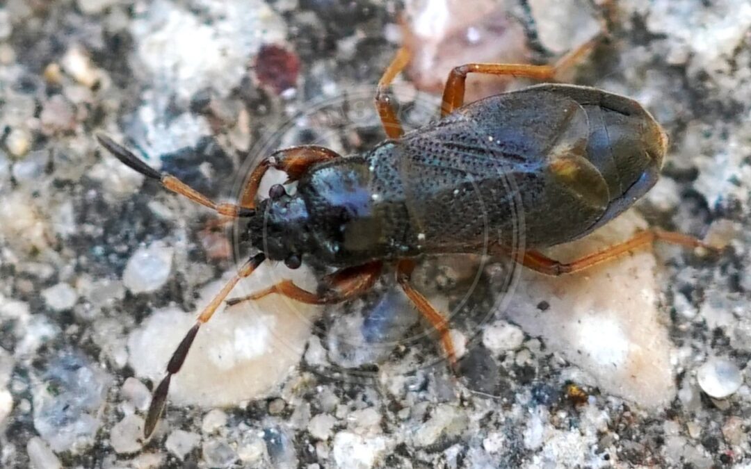 Her ses et billede af arten Lysbenet Klitfrøtæge (Megalonotus antennatus). Fotoet er taget af AfroBrazilian og hentet fra Wikimedia Commons (CC BY-SA 4.0).