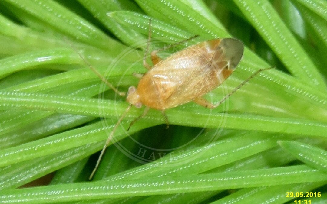 Her ses et billede af arten Lysebrun Løvtrætæge (Psallus varians). Fotoet er taget af David Short og hentet fra Wikimedia Commons (CC BY 2.0).