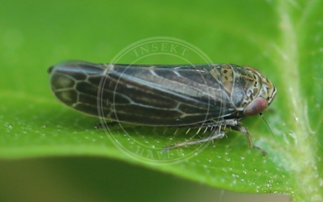 Her ses et billede af arten Lysebrun Skovcikade (Speudotettix subfusculus). Fotoet er taget af Slimguy og hentet fra Wikimedia Commons (CC BY-SA 4.0).
