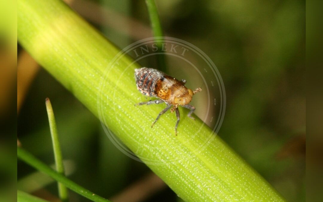 Her ses et billede af arten Lysesivcikade (Conomelus anceps). Fotoet er taget af S. Rae og hentet fra Wikimedia Commons (CC BY 2.0).