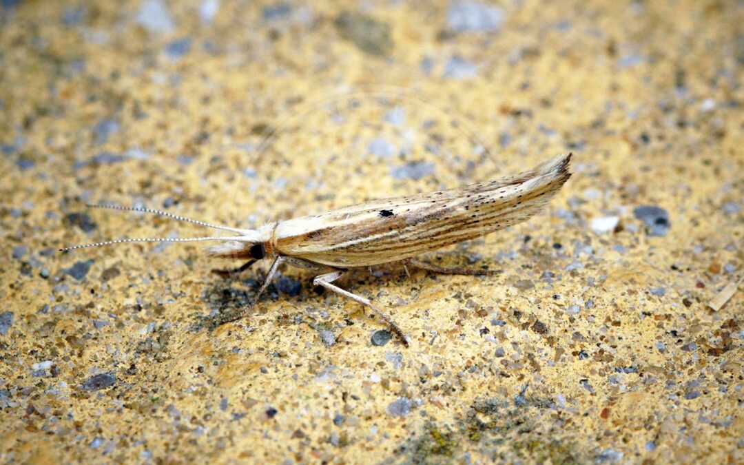 Her ses et billede af arten Lysgult Gedebladmøl (Ypsolopha nemorella). Fotoet er taget af Ben Sale og hentet fra Wikimedia Commons (CC BY 2.0).