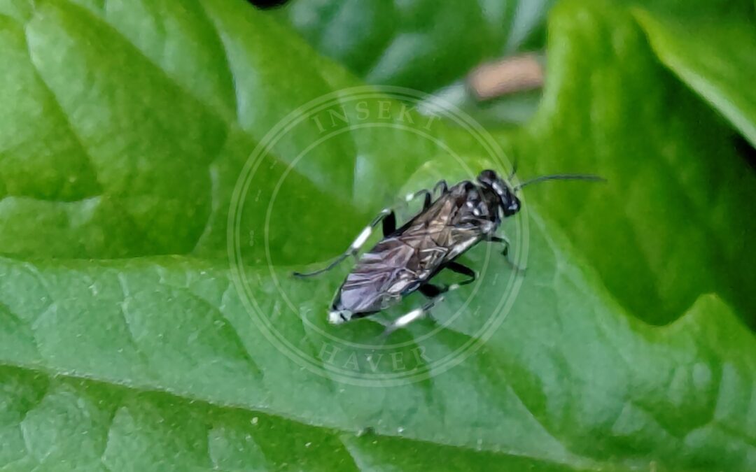Her ses et billede af arten Macrophya albicincta. Fotoet er taget af DidierFy og hentet fra Wikimedia Commons (CC BY-SA 4.0).