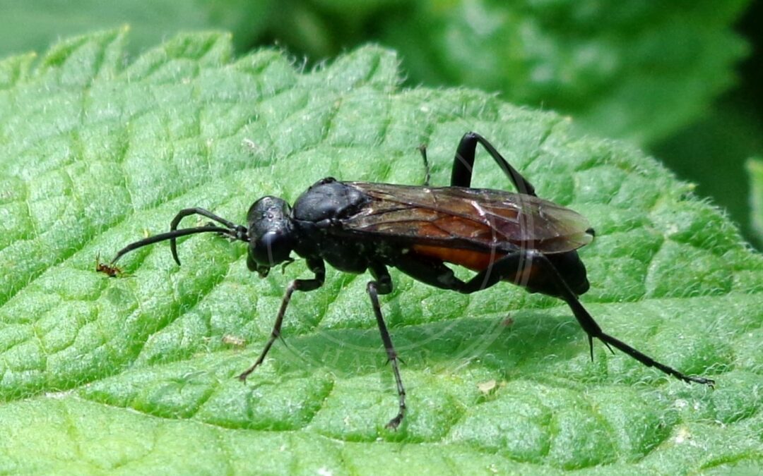 Her ses et billede af arten Macrophya annulata. Fotoet er taget af AfroBrazilian og hentet fra Wikimedia Commons (CC BY-SA 3.0).