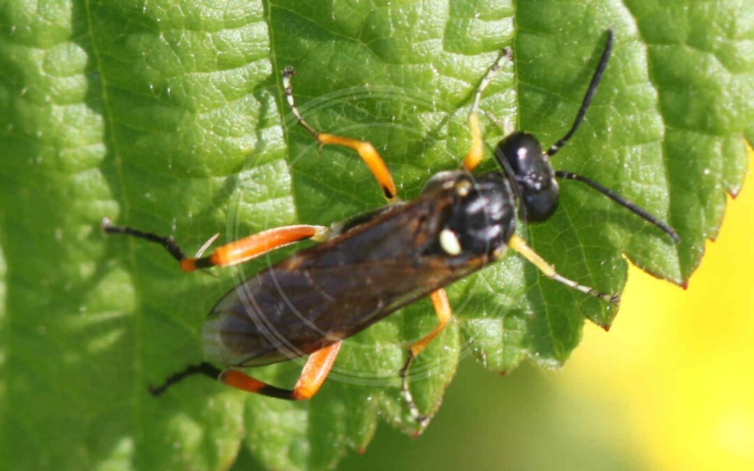 Her ses et billede af arten Macrophya rufipes. Fotoet er taget af Slimguy og hentet fra Wikimedia Commons (CC BY 4.0).