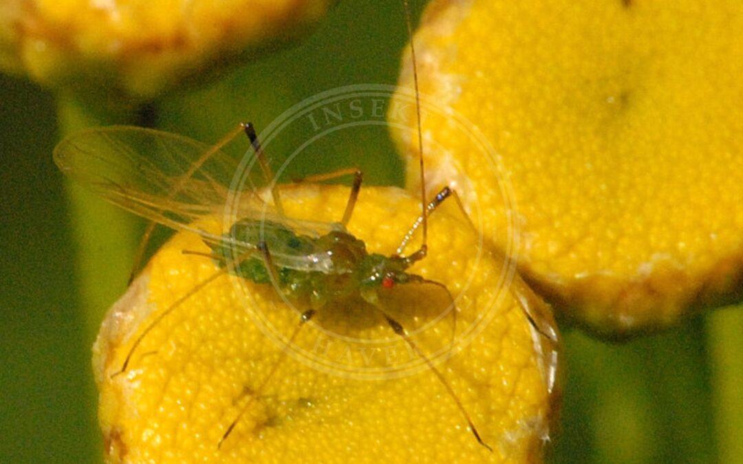 Her ses et billede af arten Macrosiphoniella persequens. Fotoet er taget af James K. Lindsey og hentet fra Wikimedia Commons (CC BY-SA 3.0).