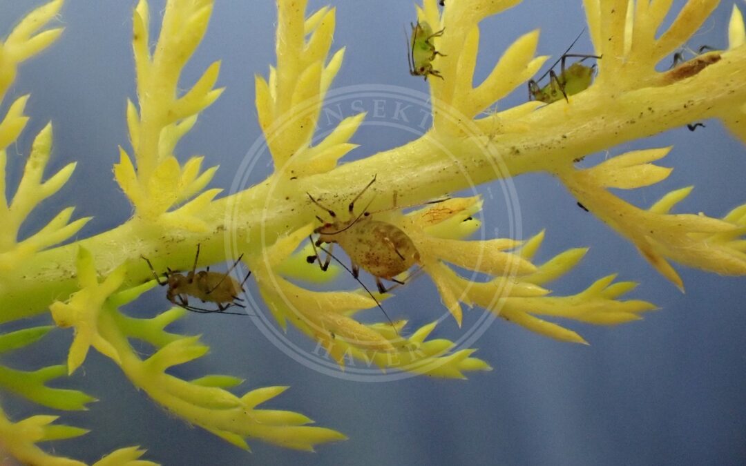 Her ses et billede af arten Macrosiphoniella sejuncta. Fotoet er taget af Jamie O'Neill og hentet fra iNaturalist (CC-BY).