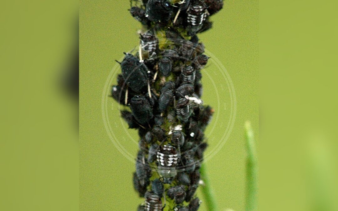 Her ses et billede af arten Macrosiphoniella tapuskae. Fotoet er taget af James K. Lindsey og hentet fra Wikimedia Commons (CC BY-SA 3.0).
