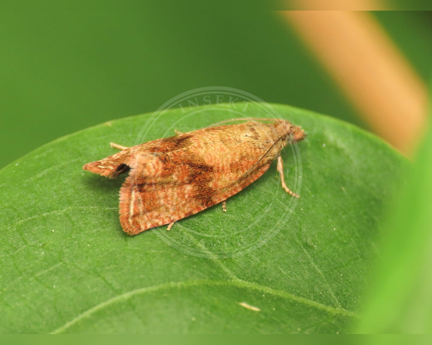 Her ses et billede af arten Mælkebøttevikler (Celypha striana). Fotoet er taget af Emanuele Santarelli og hentet fra iNaturalist (CC BY-SA).