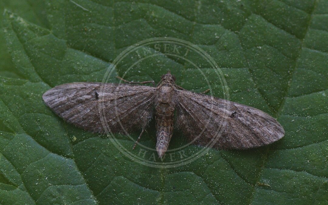 Her ses et billede af arten Markbynkedvaergmaaler (Eupithecia ochridata). Fotoet er taget af Ilia Ustyantsev og hentet fra Wikimedia Commons (CC BY-SA 2.0).