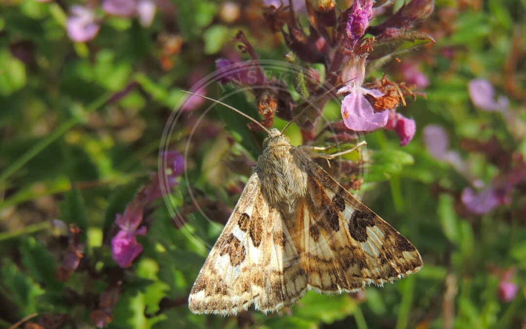 Her ses et billede af arten Markbynkeugle (Protoschinia scutosa). Fotoet er taget af xulescu_g og hentet fra Wikimedia Commons (CC BY-SA 2.0).