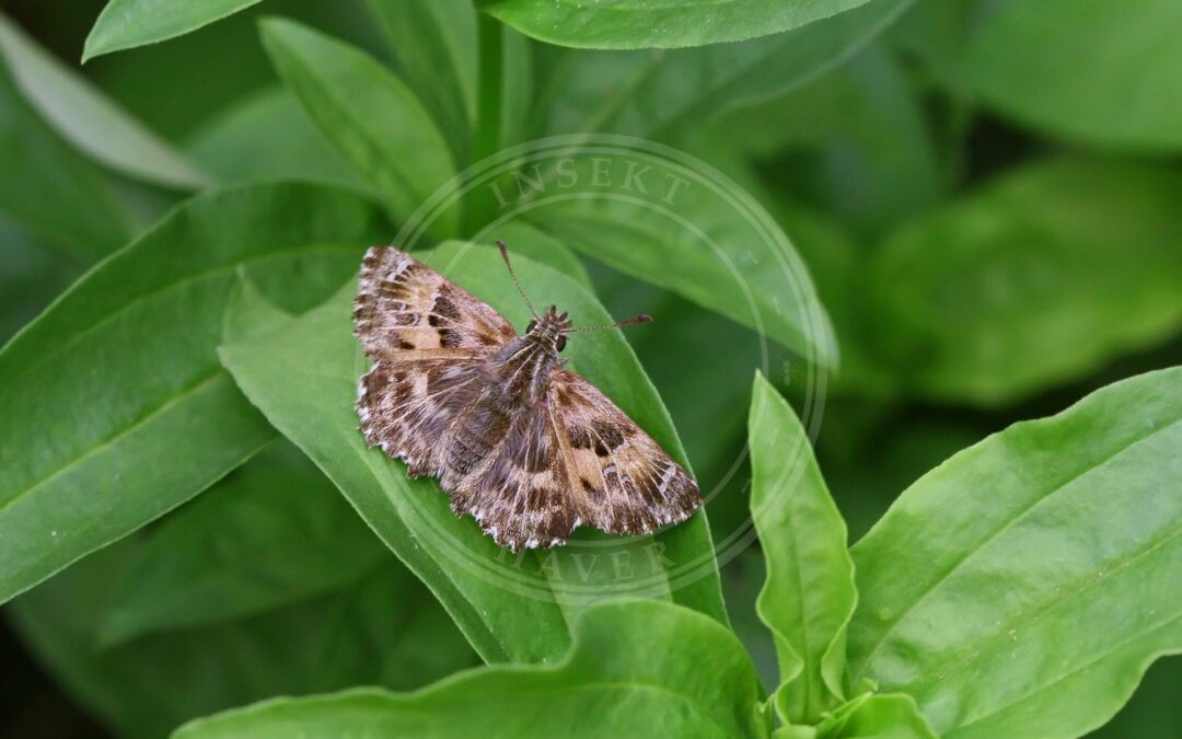 Marmorbredpande – Carcharodus alceae