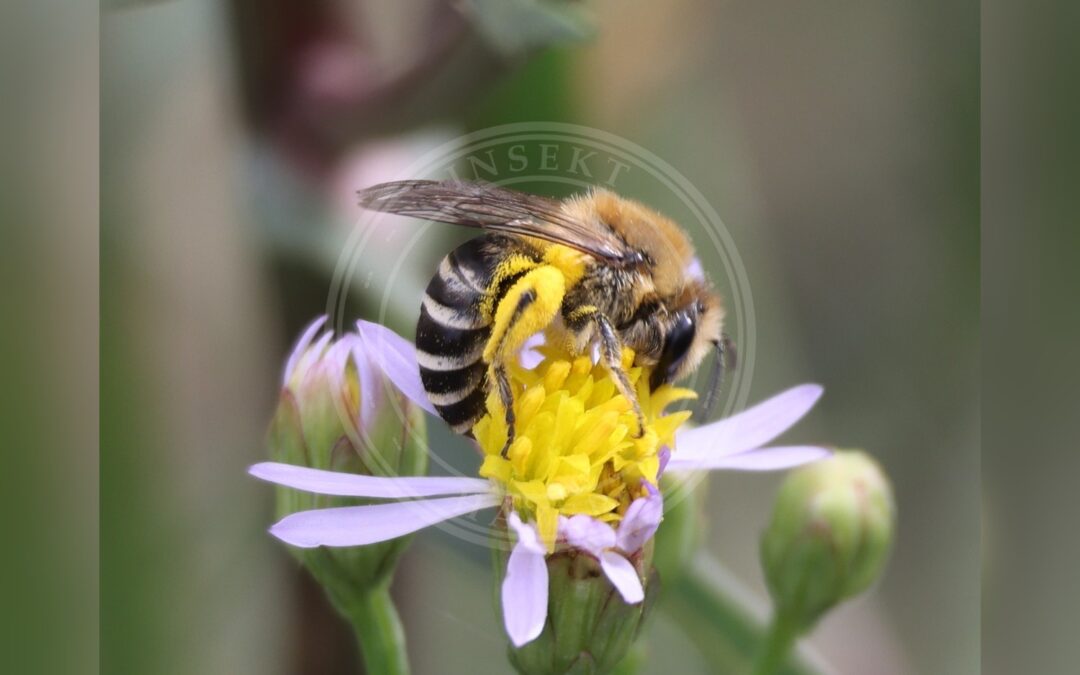 Her ses et billede af arten Marsksilkebi (Colletes halophilus). Fotoet er taget af Jerry Lanfear og hentet fra Wikimedia Commons (CC BY 4.0).