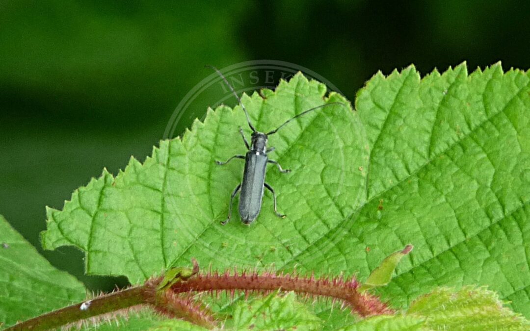 Her ses et billede af arten Mat Lindebuk (Stenostola ferrea). Fotoet er taget af Konrad Lackerbeck og hentet fra Wikimedia Commons (CC0).
