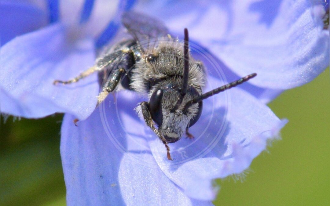 Her ses et billede af arten Mat Smalbi (Lasioglossum leucozonium). Fotoet er taget af Bernie Paquette og hentet fra iNaturalist (CC BY).