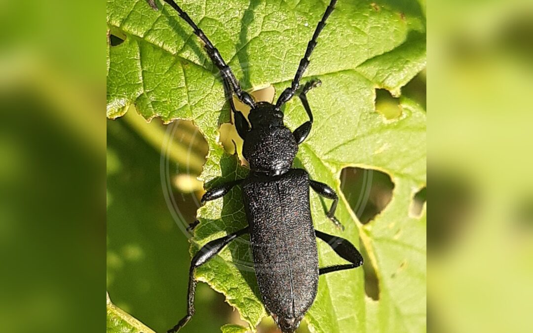 Her ses et billede af arten Matsort Skivebuk (Ropalopus clavipes). Fotoet er taget af Martin Scheuch og hentet fra Wikimedia Commons (CC BY 4.0).