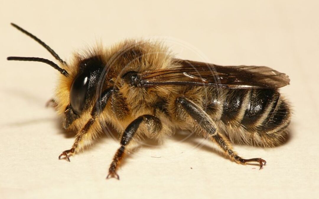 Her ses et billede af arten Megachile ligniseca. Fotoet er taget af Dick Belgers (Waarneming.nl) og hentet fra Wikimedia Commons (CC BY 3.0).