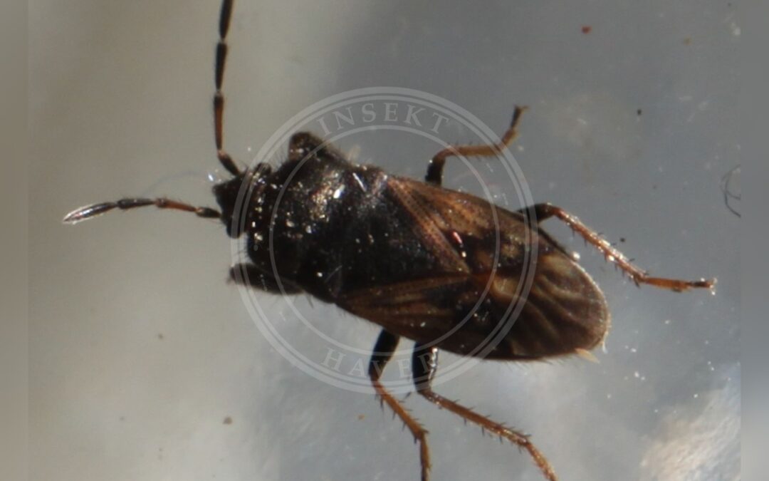 Her ses et billede af arten Megalonotus sabulicola. Fotoet er taget af Slimguy og hentet fra Wikimedia Commons (CC BY 4.0).